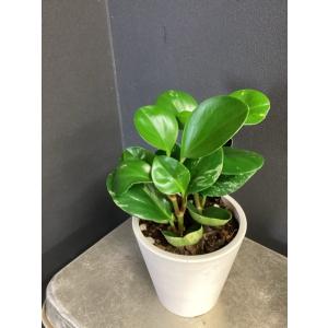 観葉植物 熱帯植物 ペペロミア グリーンゴール...の詳細画像4