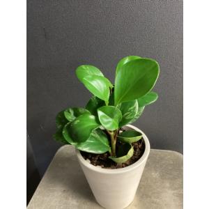 観葉植物 熱帯植物 ペペロミア グリーンゴール...の詳細画像5