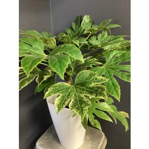 現物 観葉植物 ヤツデ 斑入り インテリア 素敵...の商品画像
