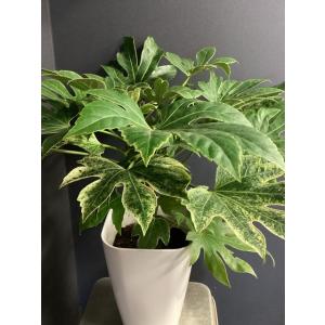現物 観葉植物 ヤツデ 斑入り インテリア 素...の詳細画像1