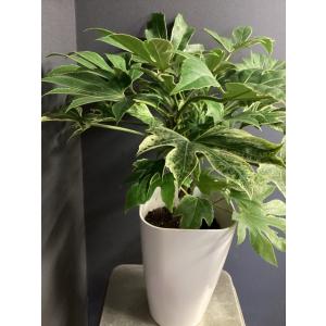 現物 観葉植物 ヤツデ 斑入り インテリア 素...の詳細画像2
