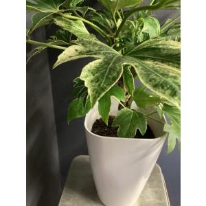 現物 観葉植物 ヤツデ 斑入り インテリア 素...の詳細画像3