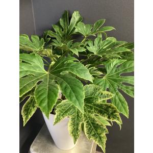 現物 観葉植物 ヤツデ 斑入り インテリア 素...の詳細画像4