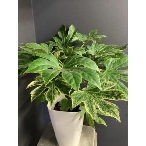 現物 観葉植物 ヤツデ 斑入り インテリア 素...の詳細画像5