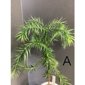 選べる 現物 観葉植物 ブラジルマツ パラナマ...の詳細画像1