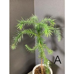 選べる 現物 観葉植物 ブラジルマツ パラナマ...の詳細画像2