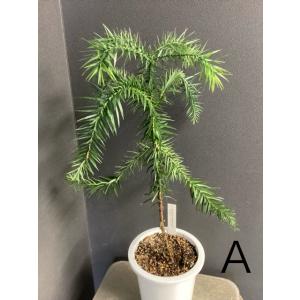 選べる 現物 観葉植物 ブラジルマツ パラナマ...の詳細画像3
