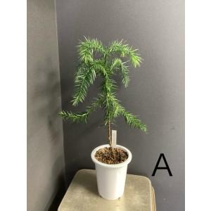 選べる 現物 観葉植物 ブラジルマツ パラナマ...の詳細画像4