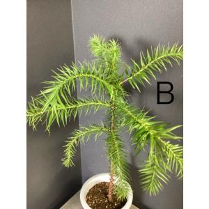 選べる 現物 観葉植物 ブラジルマツ パラナマ...の詳細画像5