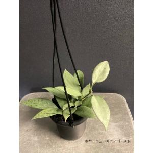 レア品種 観葉植物 熱帯植物 ホヤ ニューギニ...の詳細画像1