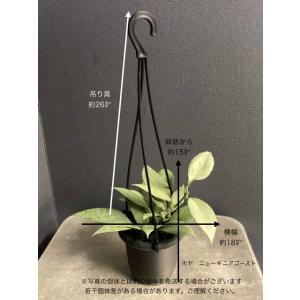 レア品種 観葉植物 熱帯植物 ホヤ ニューギニ...の詳細画像2