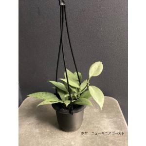 レア品種 観葉植物 熱帯植物 ホヤ ニューギニ...の詳細画像3