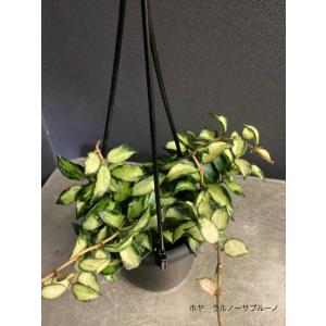 レア品種 観葉植物 熱帯植物 ホヤ ニューギニ...の詳細画像4