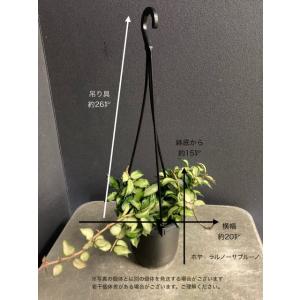 レア品種 観葉植物 熱帯植物 ホヤ ニューギニ...の詳細画像5