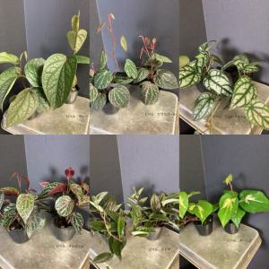希少 観葉植物 熱帯植物 ピペル マレー セランゴール シルバティクム オルナツム ミャオ オーレア