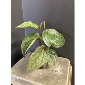 希少 観葉植物 熱帯植物 ピペル マレー セラ...の詳細画像1