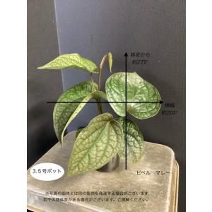 希少 観葉植物 熱帯植物 ピペル マレー セラ...の詳細画像2