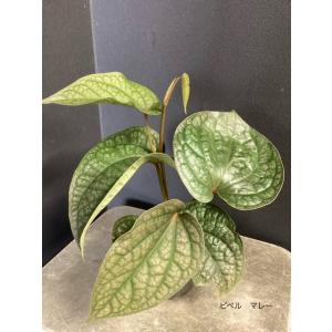 希少 観葉植物 熱帯植物 ピペル マレー セラ...の詳細画像3