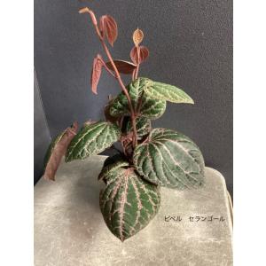 希少 観葉植物 熱帯植物 ピペル マレー セラ...の詳細画像4