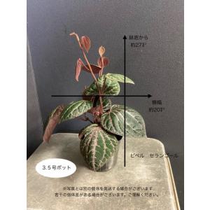 希少 観葉植物 熱帯植物 ピペル マレー セラ...の詳細画像5