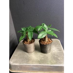 観葉植物 パキラ アクアティカ ミニマムサイズ...の詳細画像1