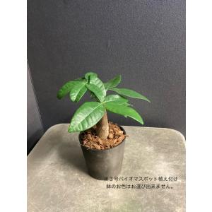 観葉植物 パキラ アクアティカ ミニマムサイズ...の詳細画像2