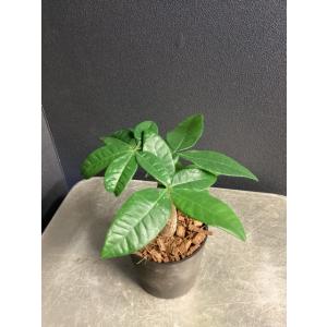 観葉植物 パキラ アクアティカ ミニマムサイズ...の詳細画像3