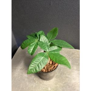 観葉植物 パキラ アクアティカ ミニマムサイズ...の詳細画像4