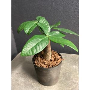 観葉植物 パキラ アクアティカ ミニマムサイズ...の詳細画像5