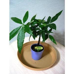 ミニ観葉植物パキラ鉢植え(2.5号)の商品画像