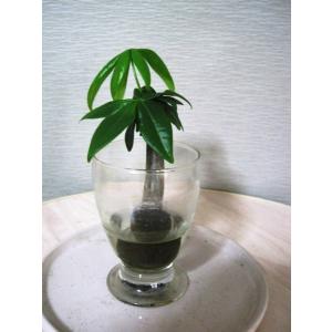 ハイドロカルチャー パキラの商品画像