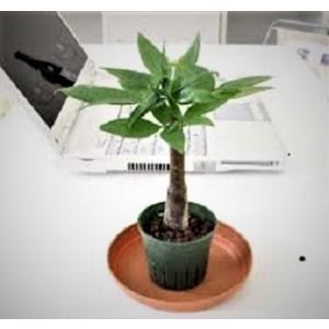 ミニ観葉植物パキラ朴鉢植え(2.5号)の商品画像