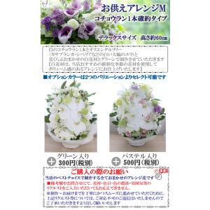 お供え アレンジMデラックスサイズコチョウラン...の詳細画像4