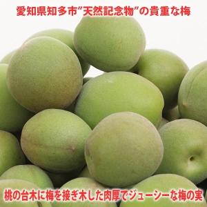 完熟 黄梅 青梅 MIX 生梅 梅酒 梅干し 梅ジャム用 梅シロップ用 1kg 天然記念物 佐布里梅 訳あり Ｂ級品サイズ不揃いキズ多数あり