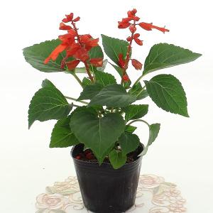 サルビア 3号ポット 花色おまかせ