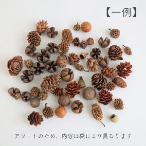 日限定10 ドライ コアトレーディング ミニコ...の詳細画像1