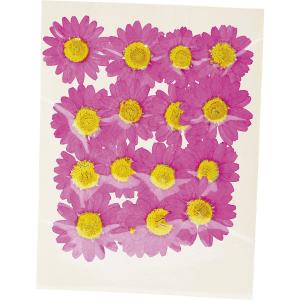 日限定10 ドライ m flowers 押し花 マトリカリア ダブルラテ ドライ