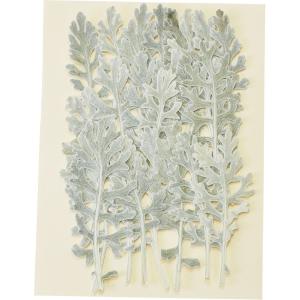 日限定10 ドライ m flowers 押し花 マトリカリア ダブルラテ ドライ