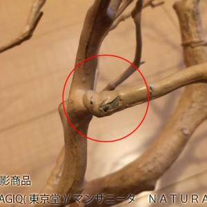 造花 MAGIQ東京堂 マンザニータ NATU...の詳細画像2