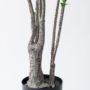 直送 人工観葉植物 東京堂 ユッカポット S ...の詳細画像3