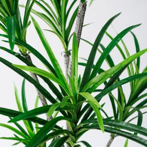 直送 人工観葉植物 東京堂 ユッカポット S ...の詳細画像5