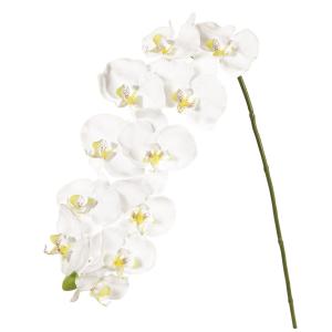 造花 MAGIQ東京堂 ピュアファレノプルミエー...の商品画像