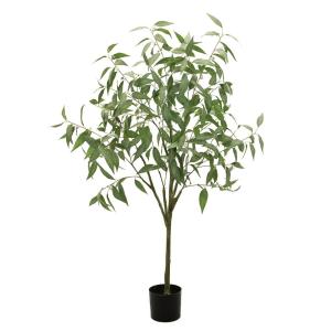 セレクト個体】マウントキッチャクード01 P.'Mt.Kitshakood' 輸入株