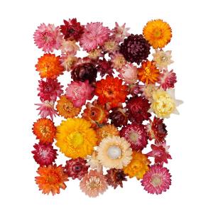 ドライ ヘリクリサムワイヤー付 ソフトピンク 25本 FD003021-046