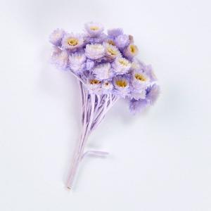 ドライ 東京堂 プチフラワー イモーテルヘッド ...の商品画像