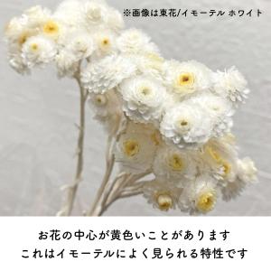 ドライ 東京堂 プチフラワー イモーテルヘッド...の詳細画像2