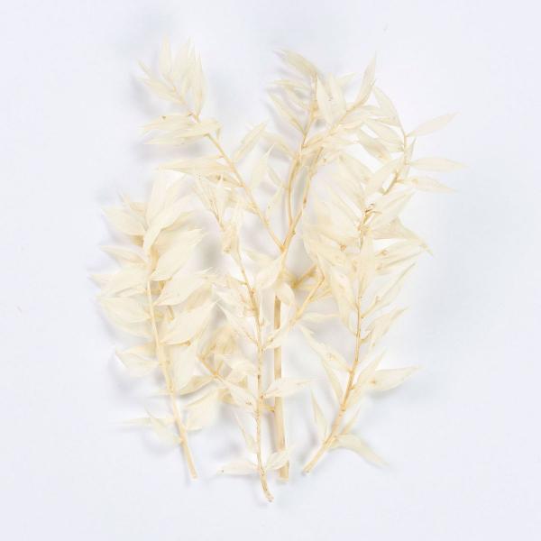 ドライ 東京堂 プチフラワー ラスカス ホワイト DU000101-001 ドライ葉物 葉物