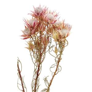 ❇️ドライフラワー 花材❣️5種類 日限定10 フラワーアソートパック littlePetit キュート はなどんや