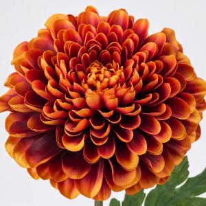 造花 MAGIQ東京堂 マルガリーテマム #2...の詳細画像1