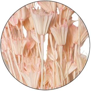 ドライ GARDEN PALETTE MONO ...の商品画像